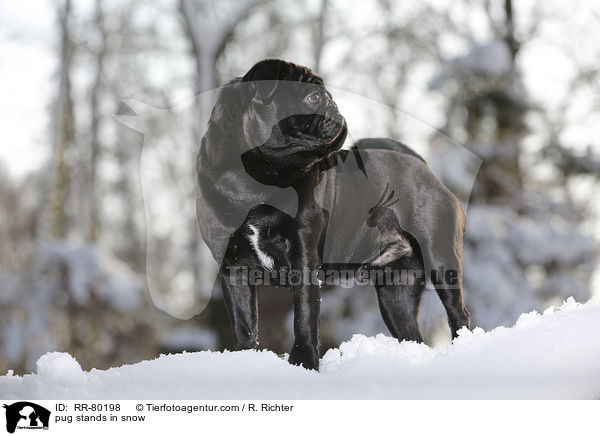 Mops steht im Schnee / pug stands in snow / RR-80198