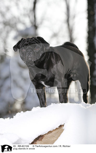 Mops steht im Schnee / pug stands in snow / RR-80199