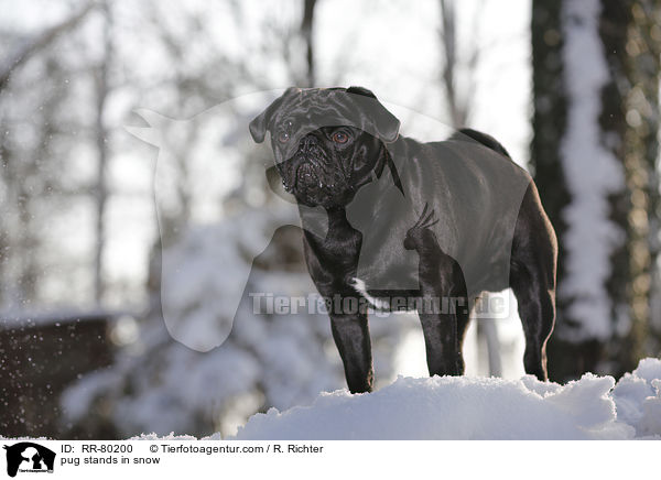 Mops steht im Schnee / pug stands in snow / RR-80200