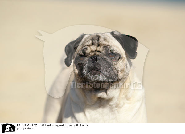 Mops Portrait / pug portrait / KL-16172