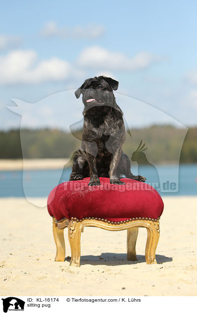 sitzender Mops / sitting pug / KL-16174