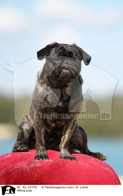 sitzender Mops / sitting pug / KL-16176