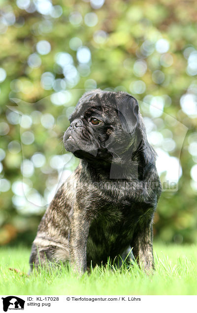 sitzender Mops / sitting pug / KL-17028