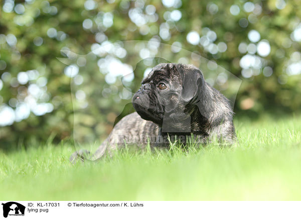 liegender Mops / lying pug / KL-17031