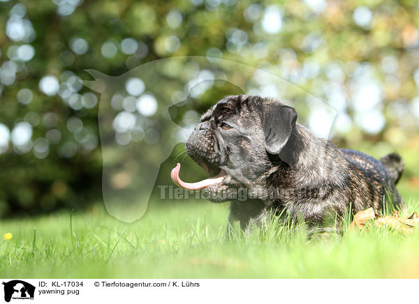 ghnender Mops / yawning pug / KL-17034