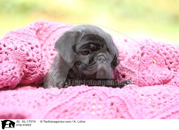 Mops Welpe / pug puppy / KL-17074