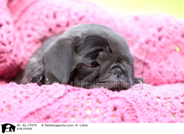 Mops Welpe / pug puppy / KL-17075