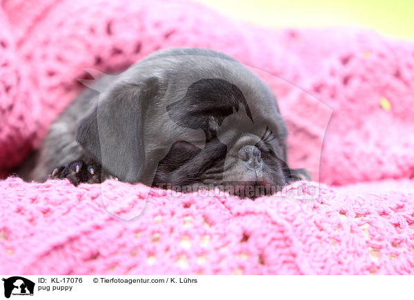 Mops Welpe / pug puppy / KL-17076