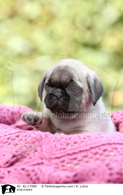 Mops Welpe / pug puppy / KL-17080