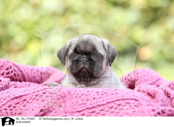 Mops Welpe / pug puppy / KL-17083