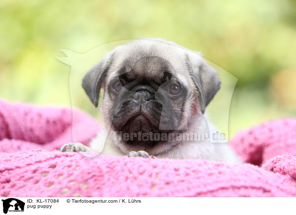 Mops Welpe / pug puppy / KL-17084