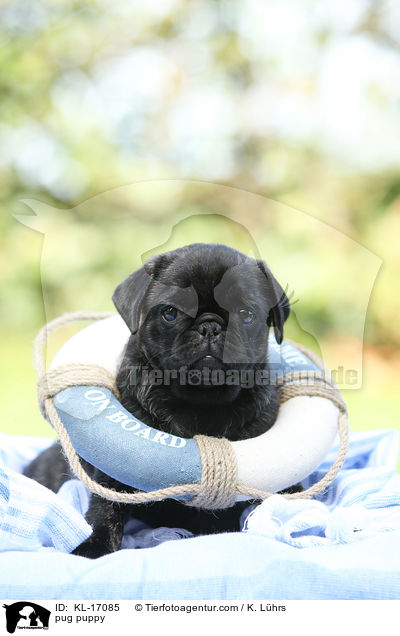 Mops Welpe / pug puppy / KL-17085