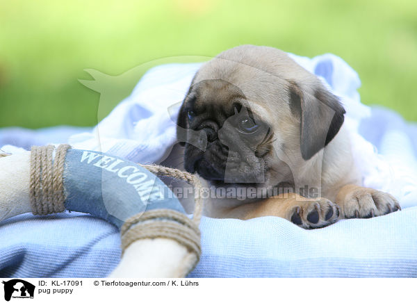 Mops Welpe / pug puppy / KL-17091