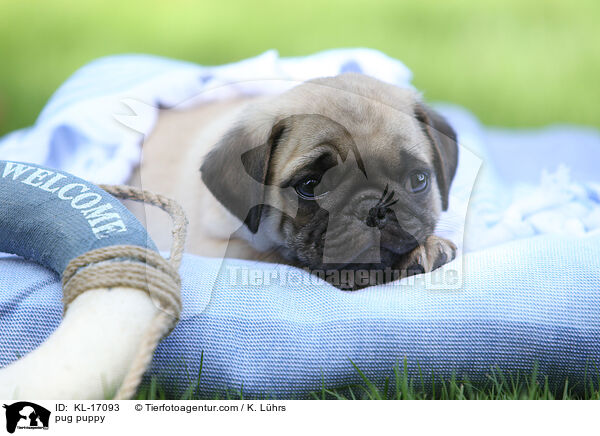 Mops Welpe / pug puppy / KL-17093