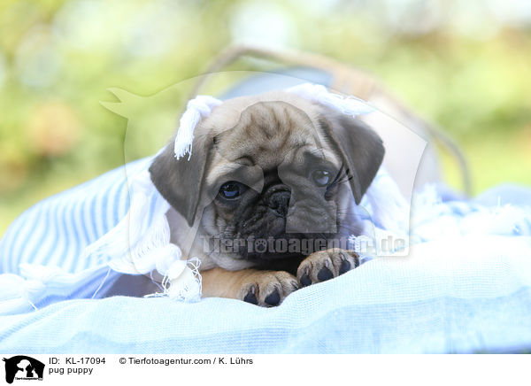 Mops Welpe / pug puppy / KL-17094