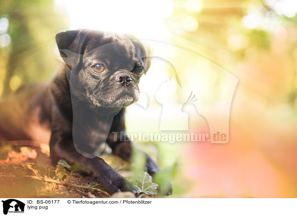 liegender Mops / lying pug / BS-06177