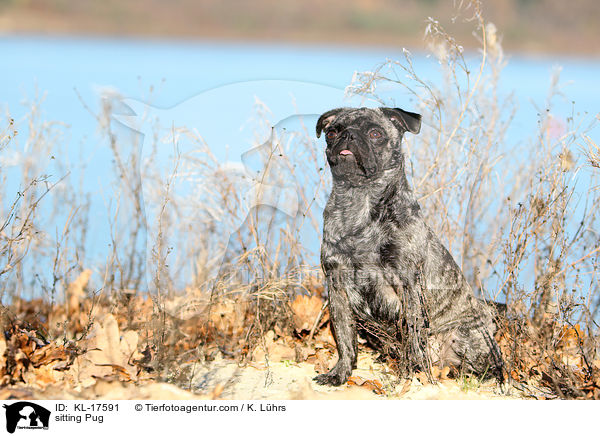 sitzender Mops / sitting Pug / KL-17591