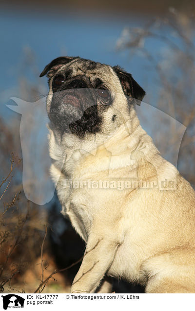 Mops Portrait / pug portrait / KL-17777