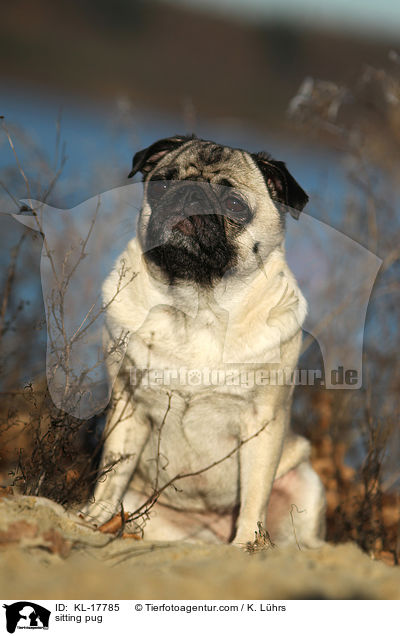 sitzender Mops / sitting pug / KL-17785