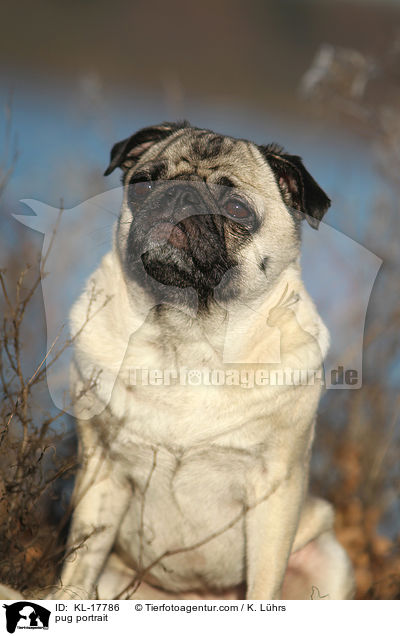 Mops Portrait / pug portrait / KL-17786