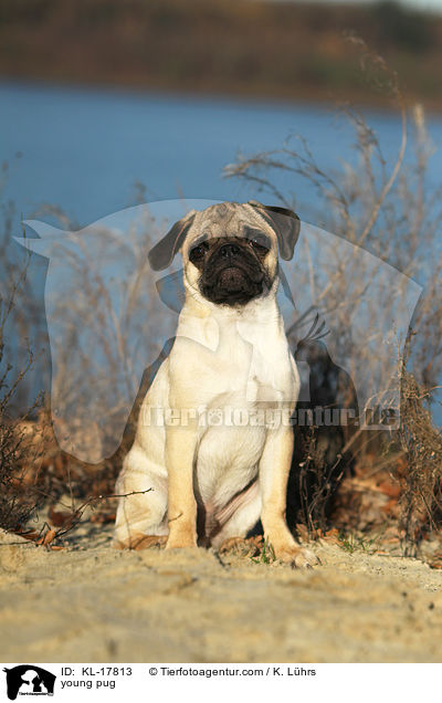 junger Mops / young pug / KL-17813