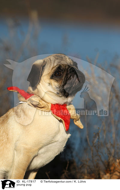 junger Mops / young pug / KL-17817