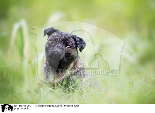 Mops Portrait / pug portrait / BS-06990