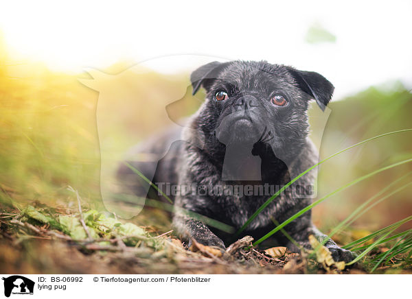 liegender Mops / lying pug / BS-06992