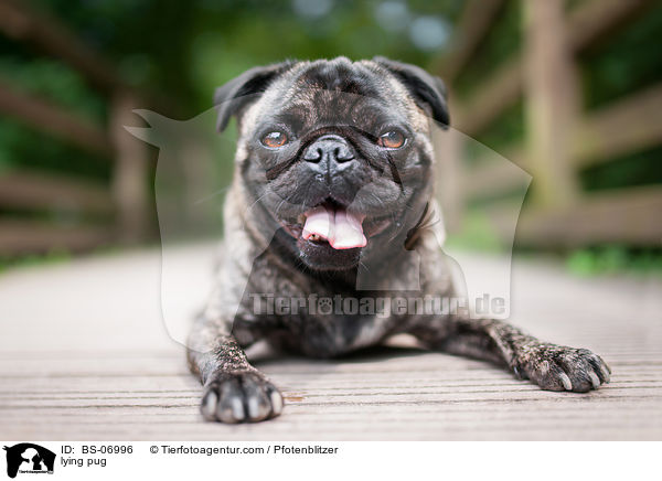 liegender Mops / lying pug / BS-06996