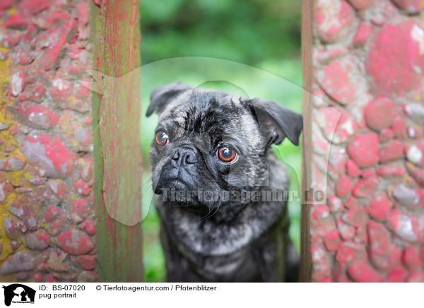 Mops Portrait / pug portrait / BS-07020