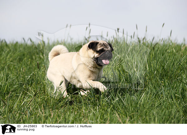 rennender Mops / running pug / JH-25863