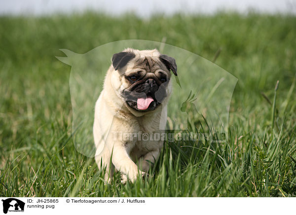 rennender Mops / running pug / JH-25865