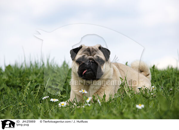 liegender Mops / lying pug / JH-25869