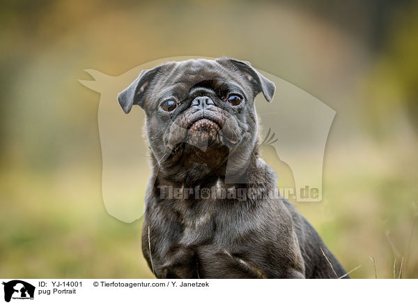 Mops Portrait / pug Portrait / YJ-14001