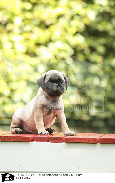 Mops Welpe / pug puppy / KL-19106