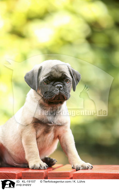 Mops Welpe / pug puppy / KL-19107