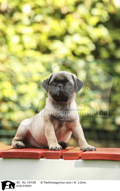 Mops Welpe / pug puppy / KL-19108