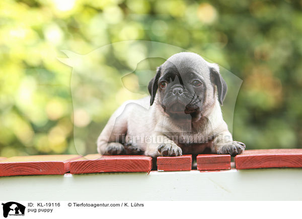 Mops Welpe / pug puppy / KL-19116