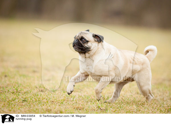 rennender Mops / running pug / MW-03854