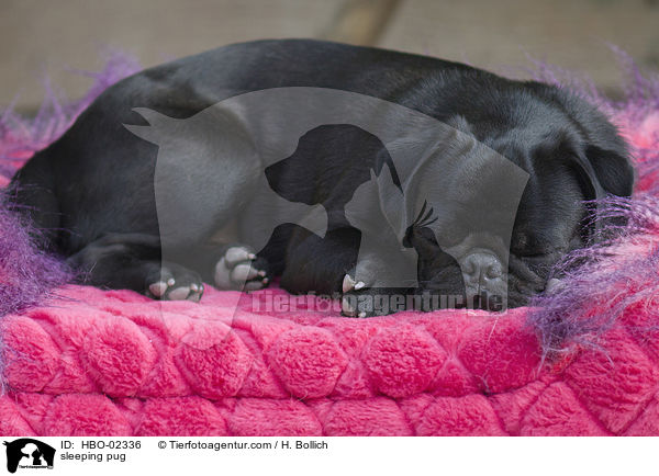 schlafender Mops / sleeping pug / HBO-02336