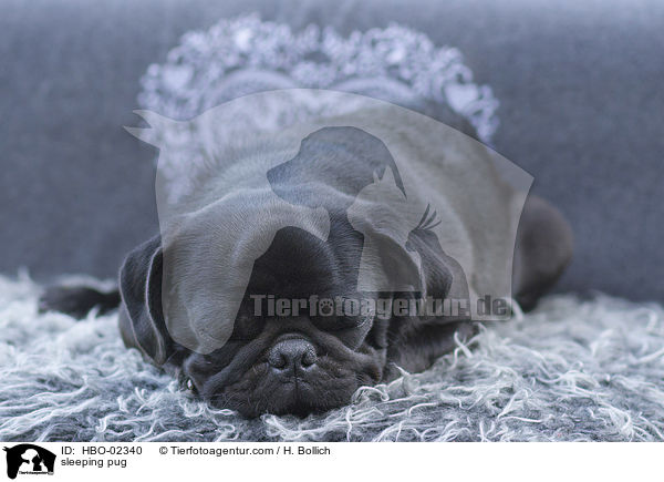 schlafender Mops / sleeping pug / HBO-02340