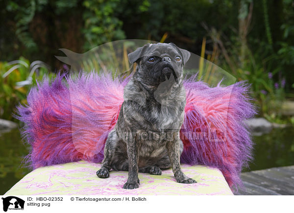 sitzender Mops / sitting pug / HBO-02352