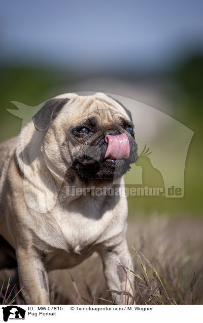 Mops Portrait / Pug Portrait / MW-07815