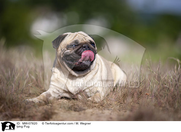 liegender Mops / lying Pug / MW-07820