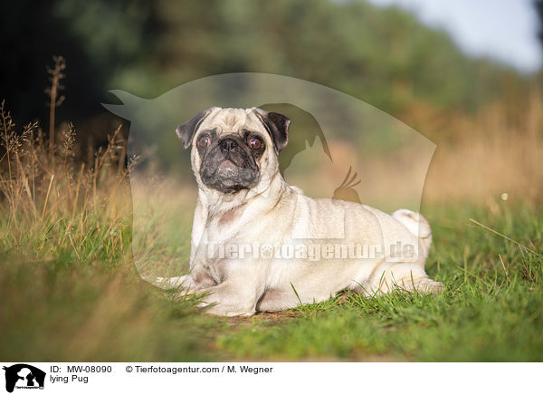 liegender Mops / lying Pug / MW-08090