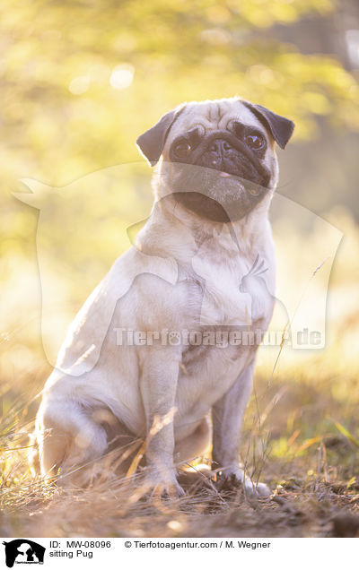 sitzender Mops / sitting Pug / MW-08096