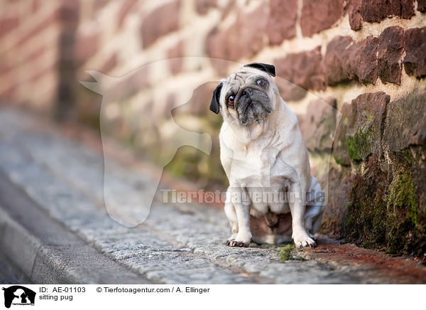 sitzender Mops / sitting pug / AE-01103