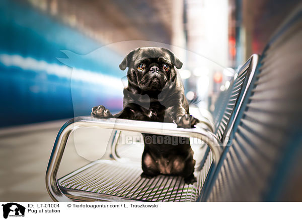 Mops auf Bahnhof / Pug at station / LT-01004