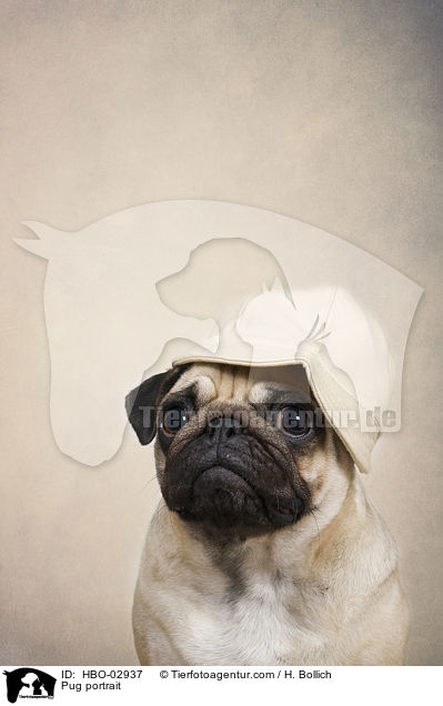 Mops Portrait / Pug portrait / HBO-02937