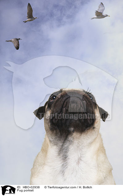 Mops Portrait / Pug portrait / HBO-02938